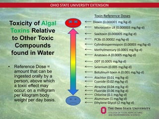 OHIO STATE UNIVERSITY EXTENSION
• Reference Dose =
amount that can be
ingested orally by a
person, above which
a toxic effect may
occur, on a milligram
per kilogram body
weight per day basis.
Toxicity of Algal
Toxins Relative
to Other Toxic
Compounds
found in Water
Dioxin (0.000001 mg/kg-d)
Microcystin LR (0.000003 mg/kg-d)
Saxitoxin (0.000005 mg/kg-d)
PCBs (0.00002 mg/kg-d)
Cylindrospermopsin (0.00003 mg/kg-d)
Methylmercury (0.0001 mg/kg-d)
Anatoxin-A (0.0005 mg/kg-d)
DDT (0.0005 mg/kg-d)
Selenium (0.005 mg/kg-d)
Alachlor (0.01 mg/kg-d)
Cyanide (0.02 mg/kg-d)
Atrazine (0.04 mg/kg-d)
Fluoride (0.06 mg/kg-d)
Chlorine (0.1 mg/kg-d)
Aluminum (1 mg/kg-d)
Ethylene Glycol (2 mg/kg-d)
Botulinum toxin A (0.001 mg/kg-d)
Toxin Reference Doses
 