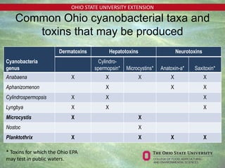 OHIO STATE UNIVERSITY EXTENSION
Common Ohio cyanobacterial taxa and
toxins that may be produced
Cyanobacteria
genus
Dermatoxins Hepatotoxins Neurotoxins
Cylindro-
spermopsin* Microcystins* Anatoxin-a* Saxitoxin*
Anabaena X X X X X
Aphanizomenon X X X
Cylindrospermopsis X X X
Lyngbya X X X
Microcystis X X
Nostoc X
Planktothrix X X X X
* Toxins for which the Ohio EPA
may test in public waters.
 