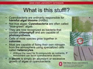 OHIO STATE UNIVERSITY EXTENSION
• Cyanobacteria are ordinarily responsible for
harmful algal blooms (HABs).
• Not true algae: Cyanobacteria are often called
“blue-green” algae.
• They are now recognized as bacteria that
contain chlorophyll and are capable of
photosynthesis.
• Cells of most species grow together in
colonies.
• Most are capable of fixing their own nitrogen
from the atmosphere using specialized cells
called heterocytes.
• Without the need for N compounds as nutrients, P
enrichment can favor cyanobacteria blooms.
• A bloom is simply an abundant or excessive
growth of algae or cyanobacteria.
What is this stuff!?
 