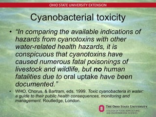 OHIO STATE UNIVERSITY EXTENSION
Cyanobacterial toxicity
• “In comparing the available indications of
hazards from cyanotoxins with other
water-related health hazards, it is
conspicuous that cyanotoxins have
caused numerous fatal poisonings of
livestock and wildlife, but no human
fatalities due to oral uptake have been
documented.”
• WHO. Chorus, & Bartram, eds. 1999. Toxic cyanobacteria in water:
a guide to their public health consequences, monitoring and
management. Routledge, London.
 
