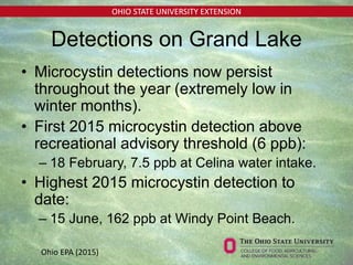 OHIO STATE UNIVERSITY EXTENSION
Detections on Grand Lake
• Microcystin detections now persist
throughout the year (extremely low in
winter months).
• First 2015 microcystin detection above
recreational advisory threshold (6 ppb):
– 18 February, 7.5 ppb at Celina water intake.
• Highest 2015 microcystin detection to
date:
– 15 June, 162 ppb at Windy Point Beach.
Ohio EPA (2015)
 