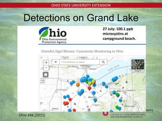 OHIO STATE UNIVERSITY EXTENSION
Detections on Grand Lake
27 July: 100.1 ppb
microcystins at
campground beach.
Ohio EPA (2015)
 
