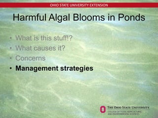 OHIO STATE UNIVERSITY EXTENSION
Harmful Algal Blooms in Ponds
• What is this stuff!?
• What causes it?
• Concerns
• Management strategies
 