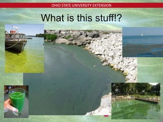 OHIO STATE UNIVERSITY EXTENSION
What is this stuff!?
 