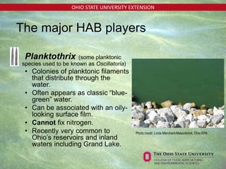 OHIO STATE UNIVERSITY EXTENSION
• Planktothrix (some planktonic
species used to be known as Oscillatoria)
• Colonies of planktonic filaments
that distribute through the
water.
• Often appears as classic “blue-
green” water.
• Can be associated with an oily-
looking surface film.
• Cannot fix nitrogen.
• Recently very common to
Ohio’s reservoirs and inland
waters including Grand Lake.
Photo credit: Linda Merchant-Masonbrink, Ohio EPA
The major HAB players
 