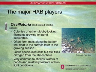 OHIO STATE UNIVERSITY EXTENSION
• Oscillatoria (and related benthic
species)
• Colonies of rather globby-looking
filaments growing on pond
substrates.
• Often form mats along the bottom
that float to the surface later in the
growing season.
• Lacks specialized cells but still fixes
nitrogen from the atmosphere.
• Very common to shallow waters of
ponds and relatively tolerant of low-
light conditions.
The major HAB players
Photo credit: Frank Gibbs
 