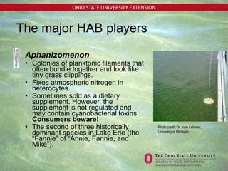 OHIO STATE UNIVERSITY EXTENSION
• Aphanizomenon
• Colonies of planktonic filaments that
often bundle together and look like
tiny grass clippings.
• Fixes atmospheric nitrogen in
heterocytes.
• Sometimes sold as a dietary
supplement. However, the
supplement is not regulated and
may contain cyanobacterial toxins.
Consumers beware!
• The second of three historically
dominant species in Lake Erie (the
“Fannie” of “Annie, Fannie, and
Mike”).
Photo credit: Dr. John Lehman,
University of Michigan
The major HAB players
 