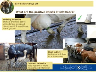 Daily routine of a dairy cow | PPTX
