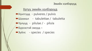 Эмийн хэлбэрүүд
Хатуу эмийн хэлбэрүүд
Нунтгууд - pulveres / pulvis
Шахмал - tabulettae / tabuletta
Үрлүүд - pilulae / - pilula
Бүрээстэй эмүүд –
Зүйлс - species / species
 