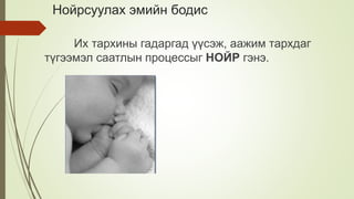Нойрсуулах эмийн бодис
Их тархины гадаргад үүсэж, аажим тархдаг
түгээмэл саатлын процессыг НОЙР гэнэ.
 