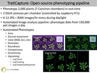 TraitCapture: Open-source phenotyping pipeline
• Phenotype 2,000 plants (7 Conviron chambers) in real-time
• 2 DSLR cameras per chamber (controlled by raspberry Pi’s)
• 4-12 JPG + RAW images/hr every during daylight
• Automated Image analysis pipeline: phenotype data from 150,000
pot images a day
• Automated Phenotypes
• Area
• Diurnal movement
• Color (RGB, Gcc, etc)
• Perimeter
• Roundness
• Compactness
• Eccentricity
• Upcoming:
• Leaf Count
• Leaf tracking
• Leaf length/width/petiole
Corrected
Segmented
Original
 