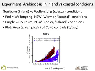 Experiment: Arabidopsis in inland vs coastal conditions
Goulburn (inland) vs Wollongong (coastal) conditions
• Red = Wollongong, NSW: Warmer, “coastal” conditions
• Purple = Goulburn, NSW: Cooler, “Inland” conditions
• Plot: Area (green pixels) of Col-0 controls (1/tray)
(~5 weeks growth)
 