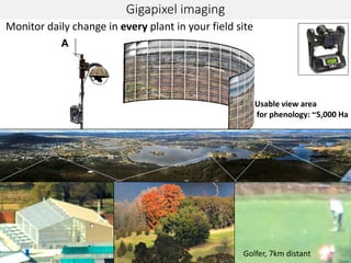 -
Golfer, 7km distant
Monitor daily change in every plant in your field site
Gigapixel imaging
Usable view area
for phenology: ~5,000 Ha
 