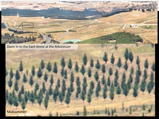 Midsummer
Zoom in to the Each forest at the Arboretum
 
