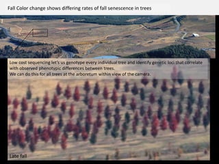 Low cost sequencing let’s us genotype every individual tree and identify genetic loci that correlate
with observed phenotypic differences between trees.
We can do this for all trees at the arboretum within view of the camera.
Fall Color change shows differing rates of fall senescence in trees
Late fall
 