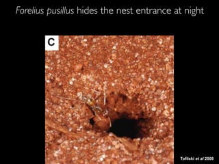 Tofilski et al 2008
Forelius pusillus hides the nest entrance at night
 