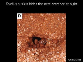 Tofilski et al 2008
Forelius pusillus hides the nest entrance at night
 