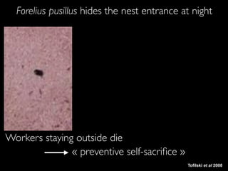 Avant
Workers staying outside die
« preventive self-sacriﬁce »
Tofilski et al 2008
Forelius pusillus hides the nest entrance at night
 