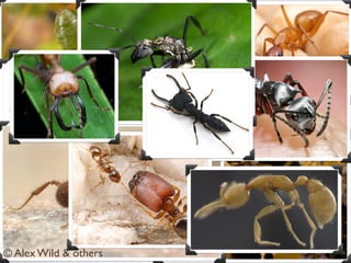 © Alex Wild & others
 