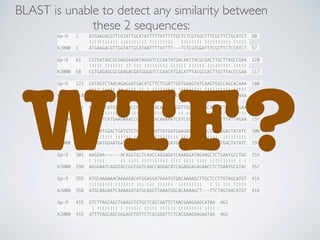 BLAST is unable to detect any similarity between
these 2 sequences:
Gp-9 1 ATGAAGACGTTCGTATTGCATATTTTTATTTTTGCTCTCGTGGCTTTCGCTTCTGCATCT 60
||||||||||| |||||||||| ||||||||| |||||||| |||||||||| |||||
K2000 1 ATGAAGACGTTGGTATTGCATAATTTTATTTT---TCTCGTGGATTTCGCTTCTCCATCT 57
Gp-9 61 CGTGATAGCGCGAGGAAGATAGGATCCCAATATGACAATTACGCGACTTGCTTAGCCGAA 120
||||| ||||||| || ||| ||||||||| |||||| |||||| ||||||||| |||||
K2000 58 CGTGAGAGCGCGAAGACGATGGGATCCCAACATGACATTTACGCCACTTGCTTACCCGAA 117
Gp-9 121 CATAGTCTAACAGAGGATGACATCTTCTCGATTGGTGAAGTATCAAGTGGCCAGCACAAA 180
|||| ||||| || |||| || | ||||||||| ||||||||| |||||||||| |||||
K2000 118 CATAATCTAAGAGGGGATAACGTTTTCTCGATTCGTGAAGTATAAAGTGGCCAGGACAAA 177
Gp-9 181 ACCAATCATGAAGATACCGAACTACACAAAAATGGTTGCGTCATGCAATGTTTGTTAGAA 240
|||| ||||||||| |||||||| ||||||||| || ||||||| |||||||| ||||||
K2000 178 ACCAGTCATGAAGAAACCGAACTCCACAAAAATCGTCGCGTCATACAATGTTTATTAGAA 237
Gp-9 241 AAAGATGGACTGATGTCTGGAGCTGATTATGATGAAGAGAAAATGCGTGAGGACTATATC 300
|||||||| |||||| ||| ||| ||||||||| ||| |||||||||| |||||||||
K2000 238 TAAGATGGAATGATGTGTGGGGCTAATTATGATGGAGAAAAAATGCGTGCTGACTATATC 297
Gp-9 301 AAGGAA------ACAGGTGCTCAACCAGGAGATCAAAGGATAGAAGCTCTGAATGCCTGC 354
| |||| || |||| |||||||||| |||| |||| |||| |||||||||| | |
K2000 298 AGGGAATCAGGTACCGGTGGTCAACCAGGACATCAGAGGAGAGAACCTCTGAATGCGTAC 357
Gp-9 355 ATGCAAGAAACAAAAGACATGGAGGATAAATGTGACAAAAGCTTGCTCCTTGTAGCATGT 414
||||||||| ||||||| ||| ||| |||||| ||||||||| | || ||| |||||
K2000 358 ATGCAAGAATCAAAAGATATGCAGGTTAAATGGCACAAAAGCT---TTCTAGTAACATGT 414
Gp-9 415 GTCTTAGCAGCTGAAGCTGTGCTCGCCGATTCTAACGAAGGAGCATAA 462
| |||||||| | |||||| ||||| |||||| ||||||||| ||||
K2000 415 ATTTTAGCAGCGGGAGCTGTTCTCGCGGATTCTCACGAAGGAGAATAA 462
WTF?
 