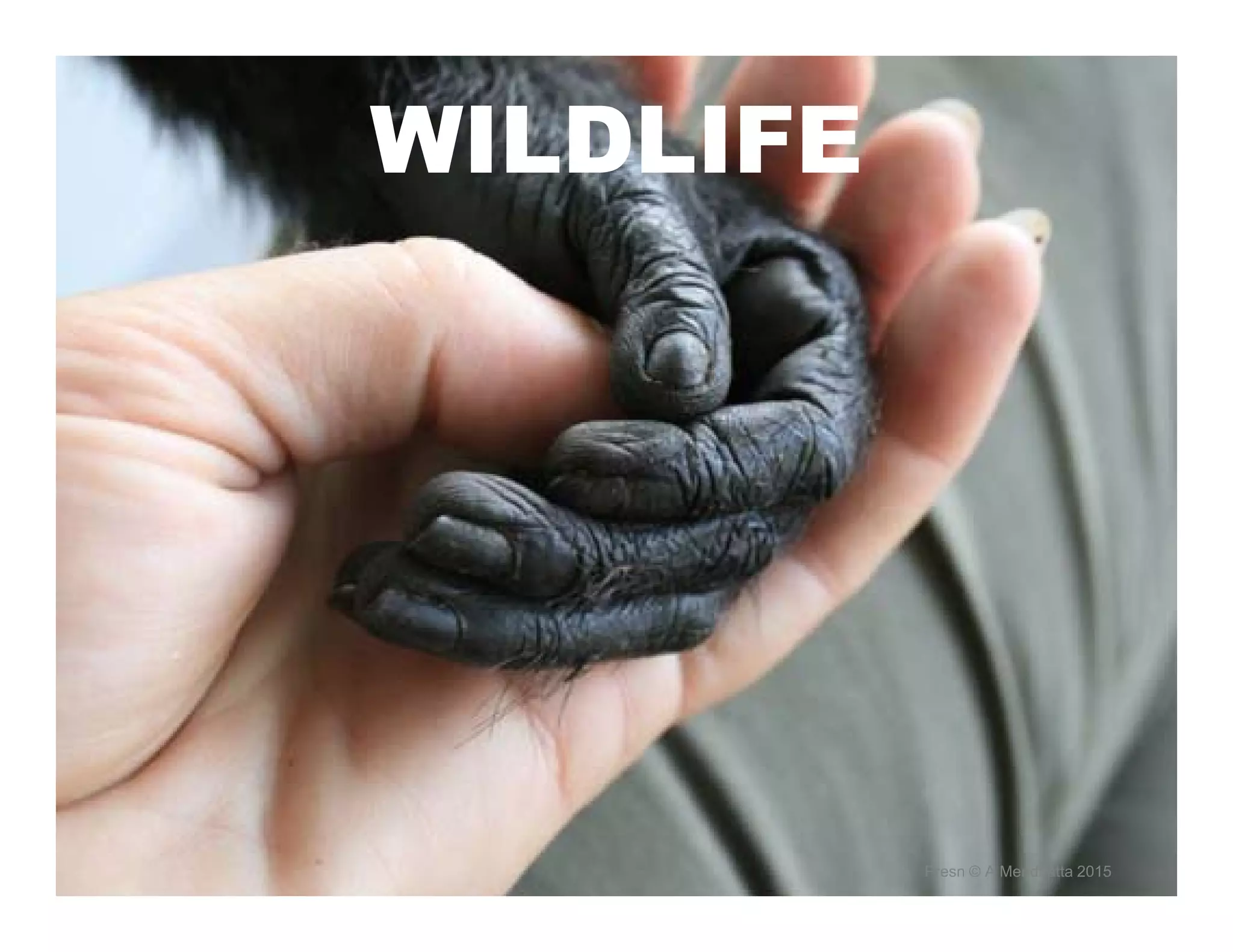 WILDLIFE
Presn © A Mendiratta 2015
 