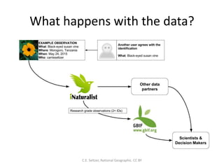 What happens with the data?
C.E. Seltzer, National Geographic. CC BY
 