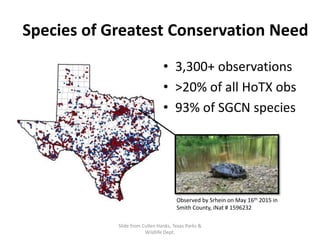 Species of Greatest Conservation Need
• 3,300+ observations
• >20% of all HoTX obs
• 93% of SGCN species
Observed by Srhein on May 16th 2015 in
Smith County, iNat # 1596232
Slide from Cullen Hanks, Texas Parks &
Wildlife Dept.
 