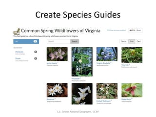 Create Species Guides
C.E. Seltzer, National Geographic. CC BY
 