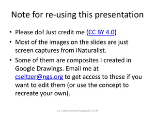Note for re-using this presentation
• Please do! Just credit me (CC BY 4.0)
• Most of the images on the slides are just
screen captures from iNaturalist.
• Some of them are composites I created in
Google Drawings. Email me at
cseltzer@ngs.org to get access to these if you
want to edit them (or use the concept to
recreate your own).
C.E. Seltzer, National Geographic. CC BY
 