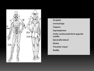  Occipital
 Cervical bajo
 Trapecio
 Supraespinoso
 Unión condrocostal de la segunda
costilla
 Epicóndilo lateral
 Gluteo
 Trocanter mayor
 Rodilla
 