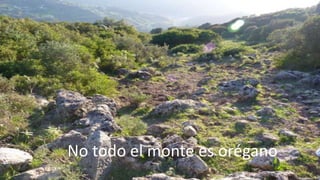No todo el monte es orégano
 