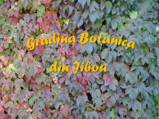 2015 10 botanica jibou web