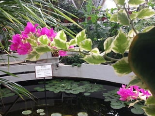 2015 10 botanica jibou web