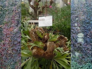 2015 10 botanica jibou web