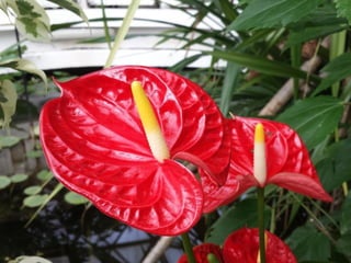 2015 10 botanica jibou web