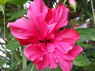 2015 10 botanica jibou web