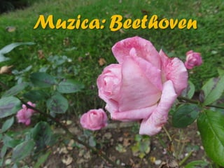 2015 10 botanica jibou web