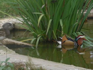 2015 10 botanica jibou web