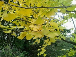 2015 10 botanica jibou web