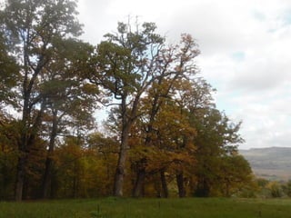 2015 10 botanica jibou web