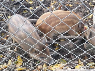 2015 10 botanica jibou web