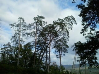 2015 10 botanica jibou web