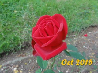 2015 10 botanica jibou web