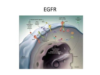 EGFR
 