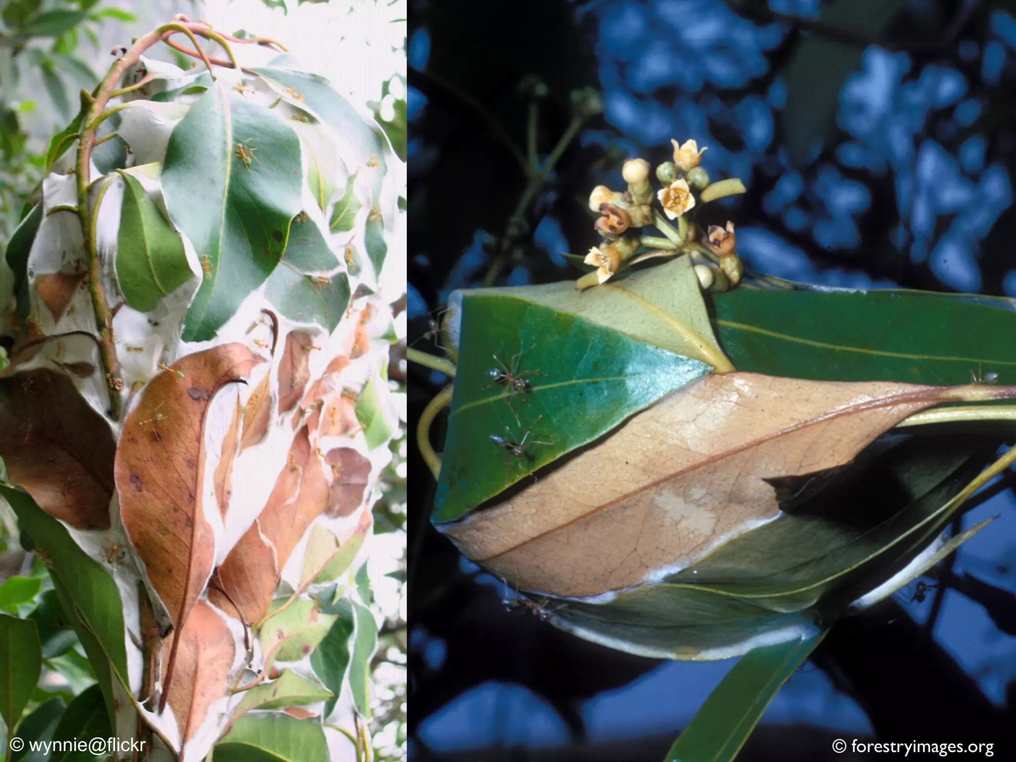 © forestryimages.org© wynnie@flickr
 