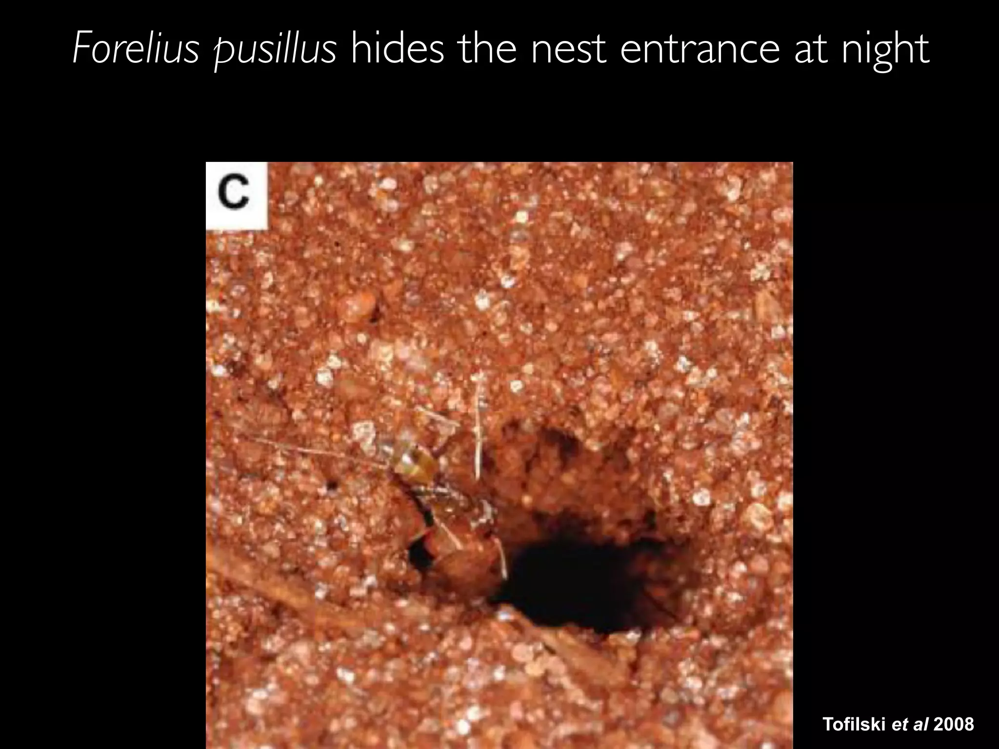Tofilski et al 2008
Forelius pusillus hides the nest entrance at night
 