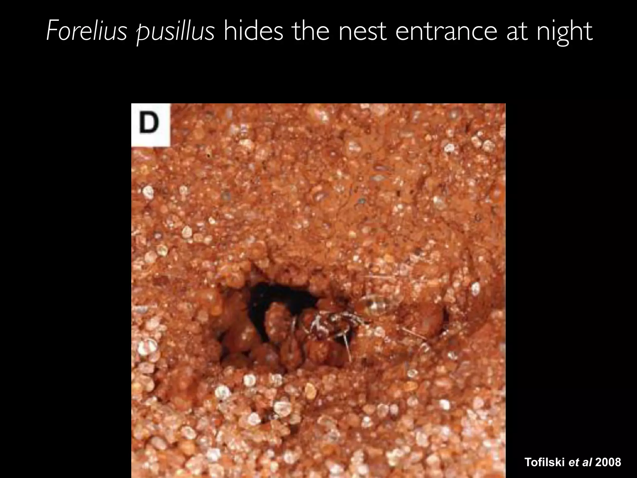 Tofilski et al 2008
Forelius pusillus hides the nest entrance at night
 