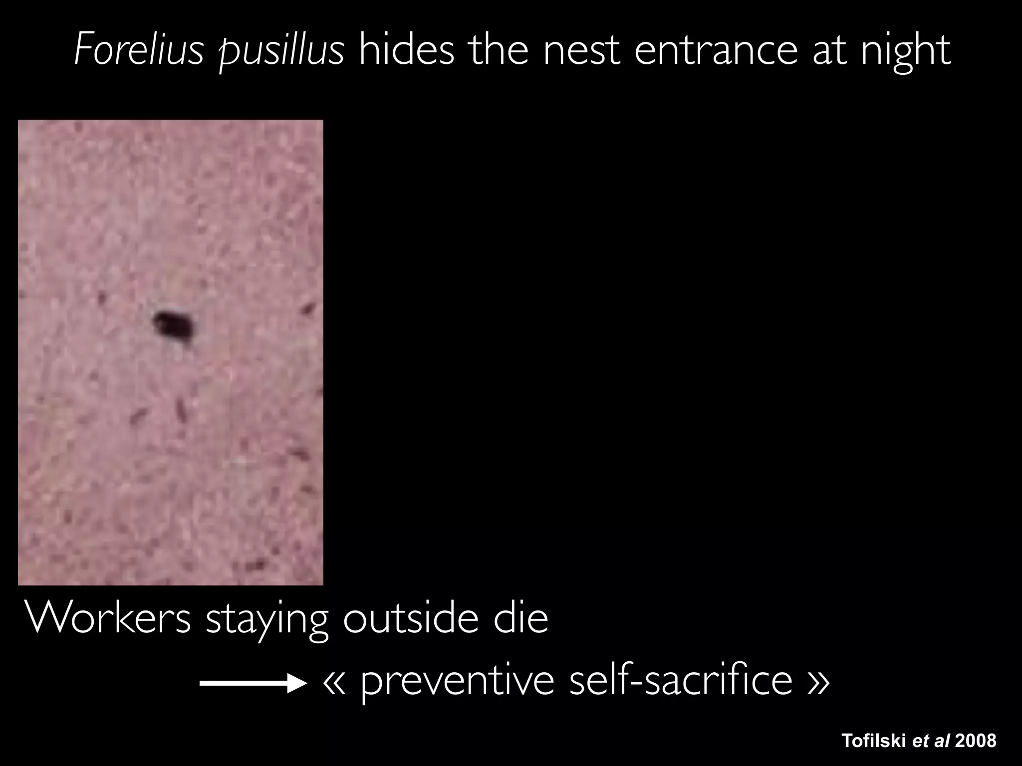 Avant
Workers staying outside die
« preventive self-sacriﬁce »
Tofilski et al 2008
Forelius pusillus hides the nest entrance at night
 
