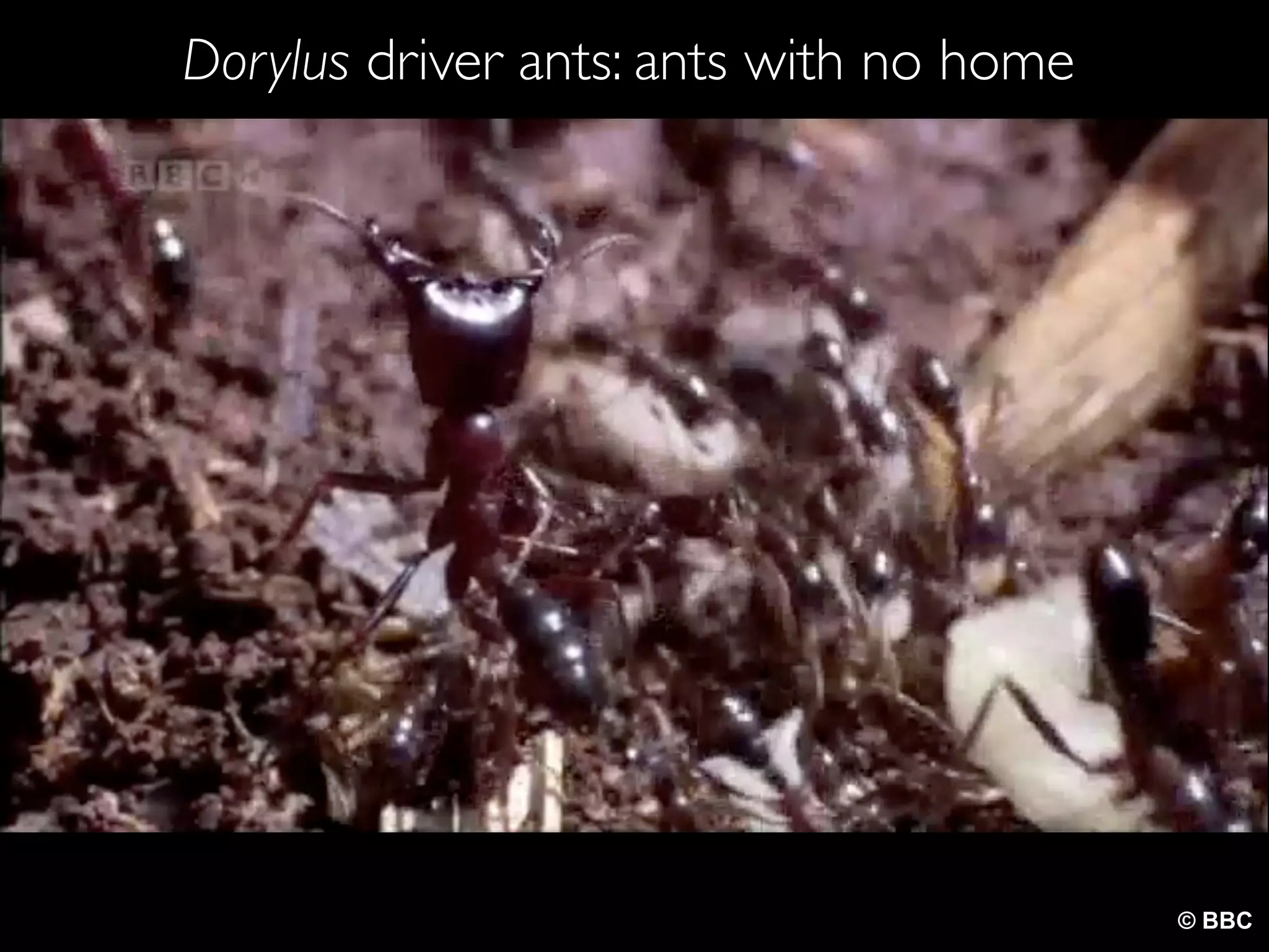Dorylus driver ants: ants with no home
© BBC
 
