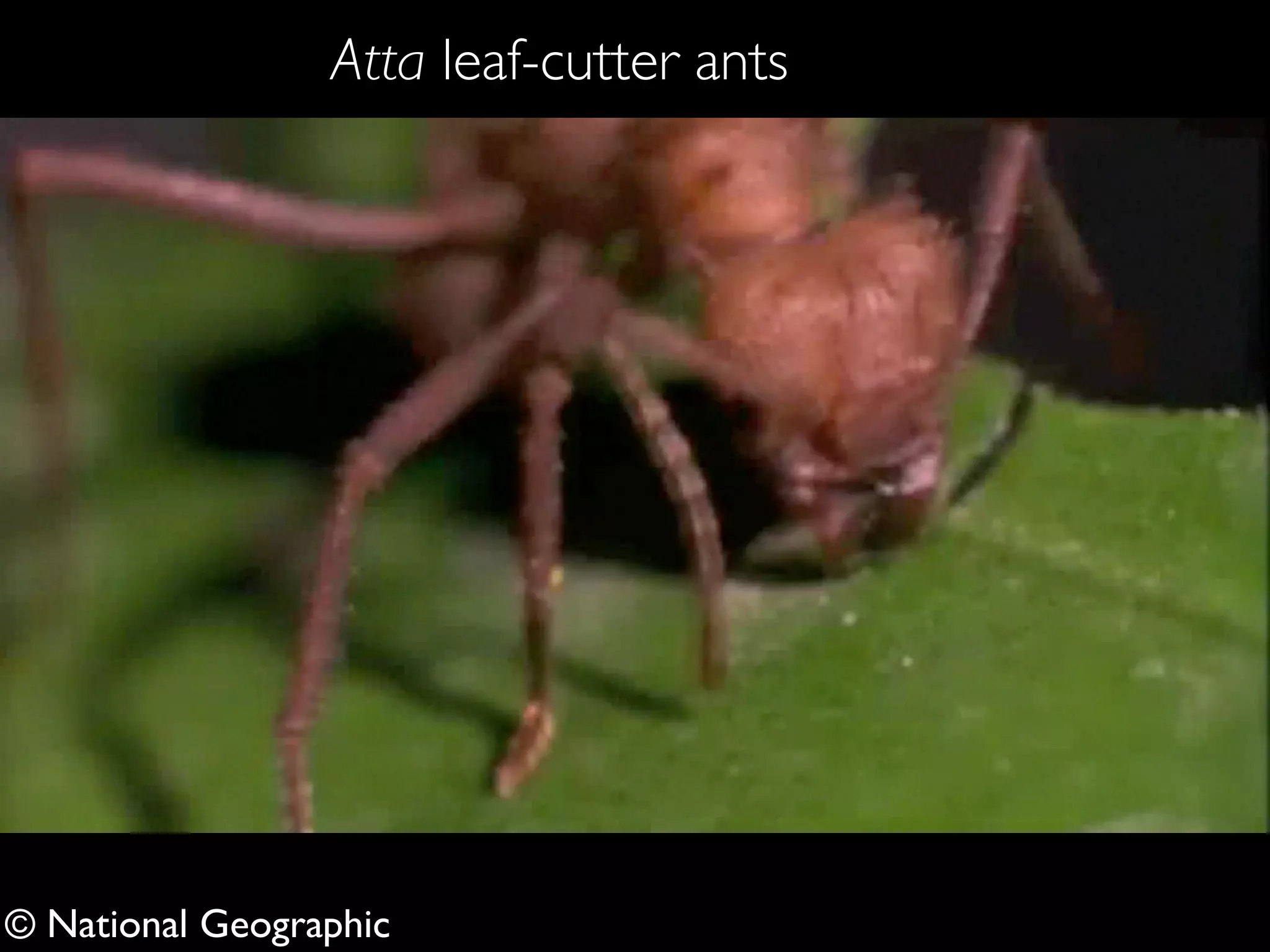 © National Geographic
Atta leaf-cutter ants
 